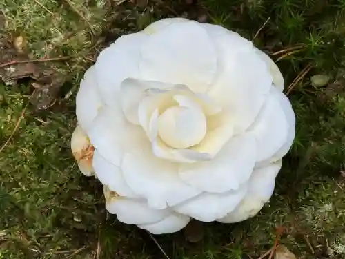 霊鑑寺門跡(京都府)