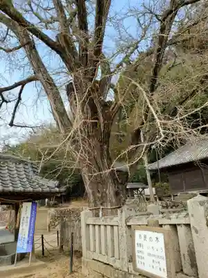 六條八幡宮の自然