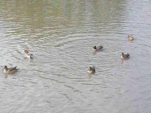 鶴岡八幡宮の動物