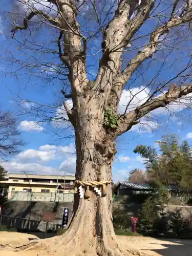 素鵞神社の自然