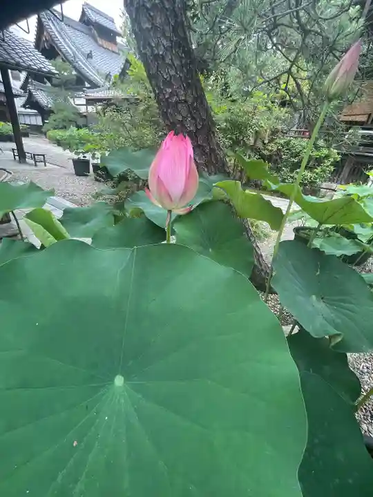行願寺(革堂)(京都府)