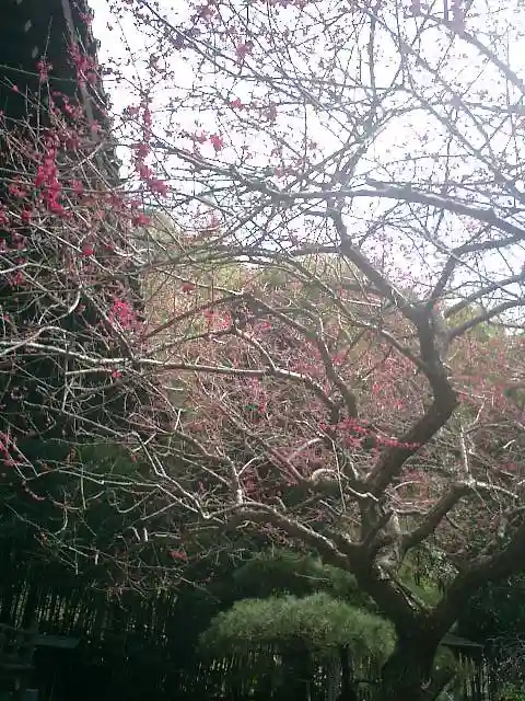 安國論寺(安国論寺)の自然