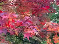 菟越神社の自然