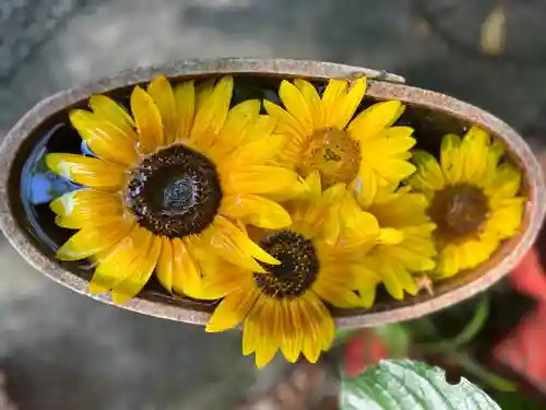 川越八幡宮(埼玉県)