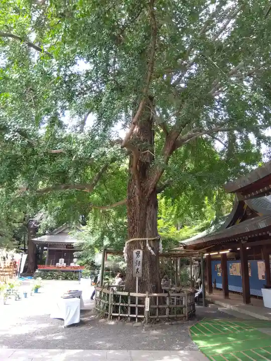 大宮八幡宮の自然