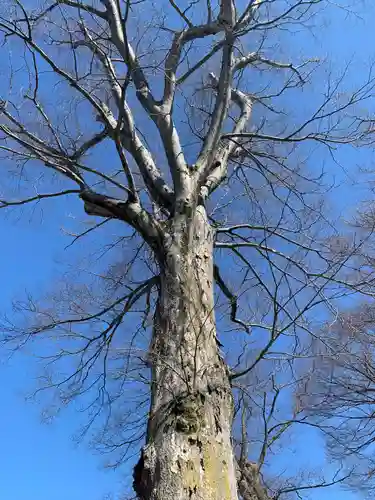 守谷総鎮守 八坂神社(茨城県)