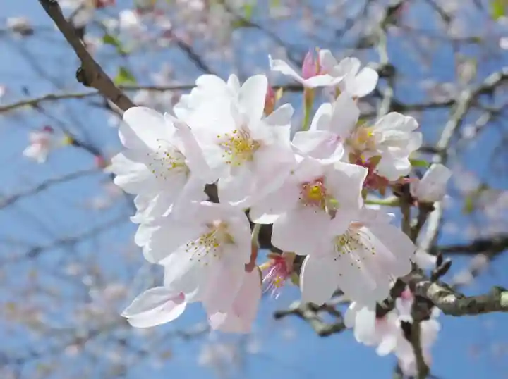 伊豆権現堂の自然