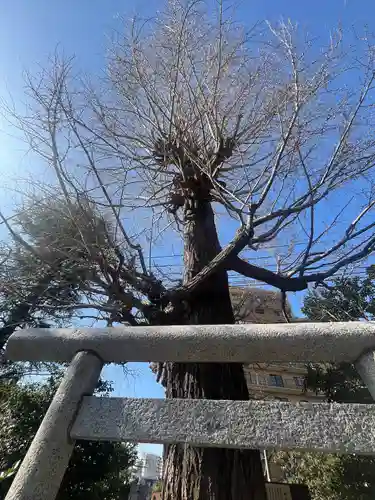朝日氷川神社(埼玉県)