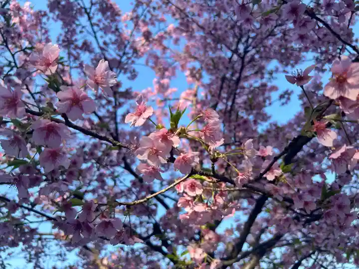 菅原神社の{uncategorized: "未分類", other: "その他", undefined: "問題あり", building: "その他建物", grave: "お墓", sacred_gate: "鳥居", guardian: "狛犬", statue: "像", buddha: "仏像", history: "歴史", nature: "自然", garden: "庭園", animal: "動物", pagoda: "塔", temizu: "手水舎", mountain_gate: "山門・神門", sanctuary: "本殿・本堂", subordinate: "末社・摂社", art: "芸術", scenery: "景色", jizo: "地蔵", ema: "絵馬", goshuin: "御朱印", omikuji: "おみくじ", items: "授与品その他", amulet: "お守り", goshuincho: "御朱印帳", eats: "食事", festival: "お祭り", votive_dance: "神楽", shichigosan: "七五三参", wedding: "結婚式", experience: "体験その他", initially: "初詣", around: "周辺", anti_infection: "感染症対策"}
