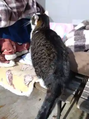 御誕生寺（猫寺）(福井県)