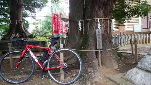 諏訪神社の自然