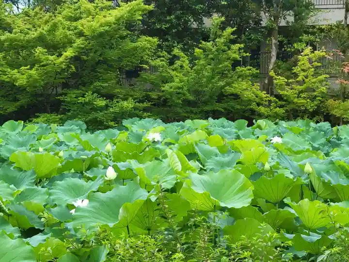法金剛院の自然