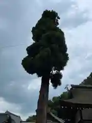 大神神社(奈良県)