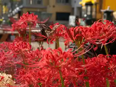 福王山  慈眼寺(東京都)