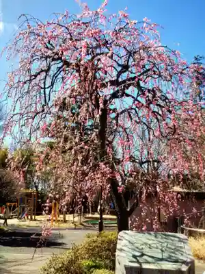 妙法寺(東京都)