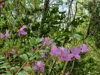 高御位神宮の自然