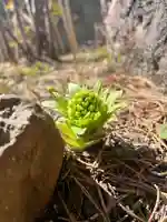 宝壽山 吉祥院の自然
