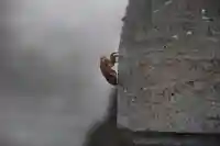 大鏑神社の自然