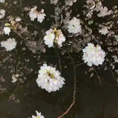 富士山本宮浅間大社(静岡県)