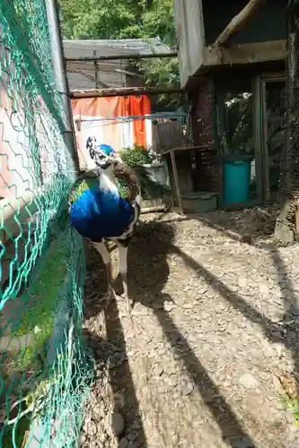 粉河産土神社（たのもしの宮）の動物