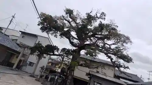 櫟谷七野神社(京都府)