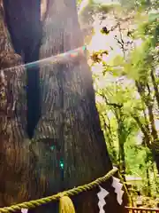 麻賀多神社の自然