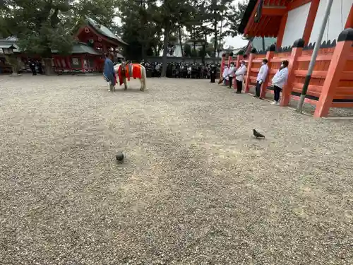 住吉大社(大阪府)