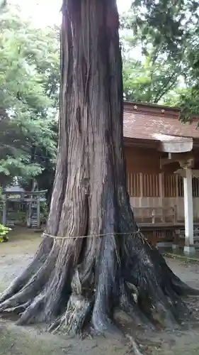 天神社の自然