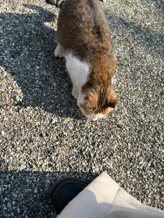 忌部神社の{uncategorized: "未分類", other: "その他", undefined: "問題あり", building: "その他建物", grave: "お墓", sacred_gate: "鳥居", guardian: "狛犬", statue: "像", buddha: "仏像", history: "歴史", nature: "自然", garden: "庭園", animal: "動物", pagoda: "塔", temizu: "手水舎", mountain_gate: "山門・神門", sanctuary: "本殿・本堂", subordinate: "末社・摂社", art: "芸術", scenery: "景色", jizo: "地蔵", ema: "絵馬", goshuin: "御朱印", omikuji: "おみくじ", items: "授与品その他", amulet: "お守り", goshuincho: "御朱印帳", eats: "食事", festival: "お祭り", votive_dance: "神楽", shichigosan: "七五三参", wedding: "結婚式", experience: "体験その他", initially: "初詣", around: "周辺", anti_infection: "感染症対策"}
