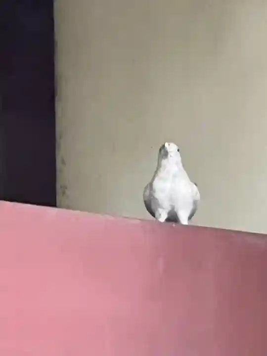 川越八幡宮(埼玉県)