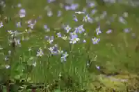 光明院稲荷社の自然