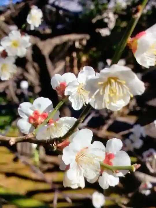 常性寺(東京都)