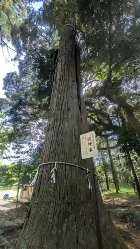 間々田八幡宮(栃木県)