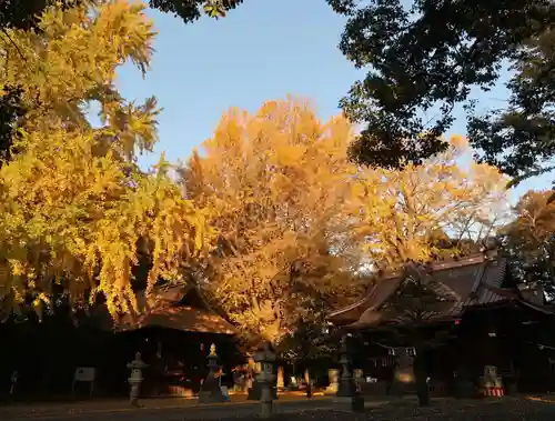 玉敷神社の自然