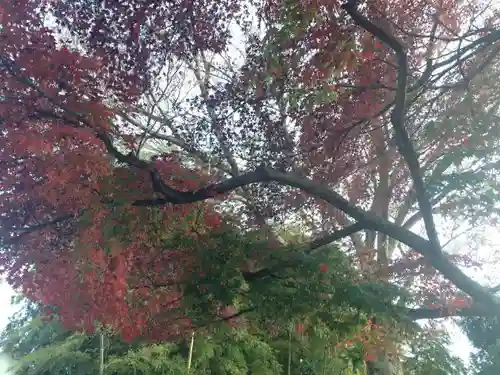 長泉寺の自然