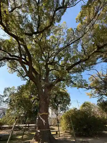 兵主神社の{uncategorized: "未分類", other: "その他", undefined: "問題あり", building: "その他建物", grave: "お墓", sacred_gate: "鳥居", guardian: "狛犬", statue: "像", buddha: "仏像", history: "歴史", nature: "自然", garden: "庭園", animal: "動物", pagoda: "塔", temizu: "手水舎", mountain_gate: "山門・神門", sanctuary: "本殿・本堂", subordinate: "末社・摂社", art: "芸術", scenery: "景色", jizo: "地蔵", ema: "絵馬", goshuin: "御朱印", omikuji: "おみくじ", items: "授与品その他", amulet: "お守り", goshuincho: "御朱印帳", eats: "食事", festival: "お祭り", votive_dance: "神楽", shichigosan: "七五三参", wedding: "結婚式", experience: "体験その他", initially: "初詣", around: "周辺", anti_infection: "感染症対策"}