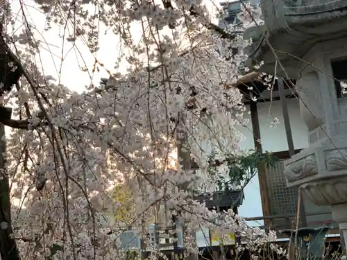 西光院（浄楽寺）の自然