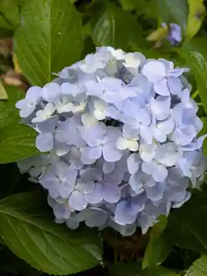 本土寺(千葉県)