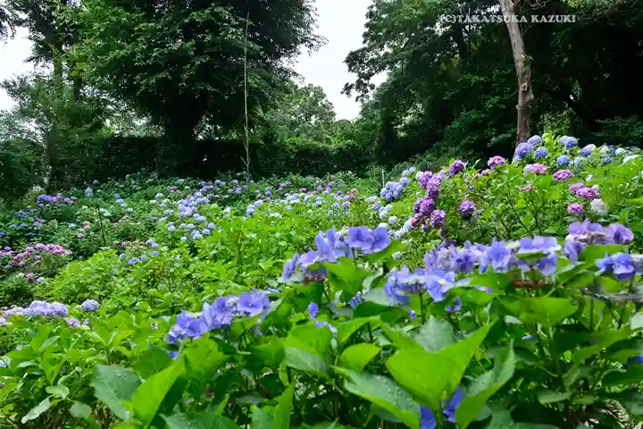 妙楽寺(神奈川県)