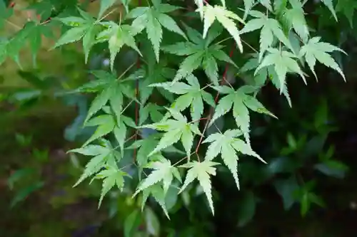 地蔵院(京都府)