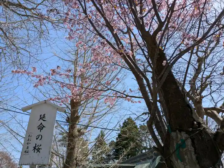 函館八幡宮の{uncategorized: "未分類", other: "その他", undefined: "問題あり", building: "その他建物", grave: "お墓", sacred_gate: "鳥居", guardian: "狛犬", statue: "像", buddha: "仏像", history: "歴史", nature: "自然", garden: "庭園", animal: "動物", pagoda: "塔", temizu: "手水舎", mountain_gate: "山門・神門", sanctuary: "本殿・本堂", subordinate: "末社・摂社", art: "芸術", scenery: "景色", jizo: "地蔵", ema: "絵馬", goshuin: "御朱印", omikuji: "おみくじ", items: "授与品その他", amulet: "お守り", goshuincho: "御朱印帳", eats: "食事", festival: "お祭り", votive_dance: "神楽", shichigosan: "七五三参", wedding: "結婚式", experience: "体験その他", initially: "初詣", around: "周辺", anti_infection: "感染症対策"}