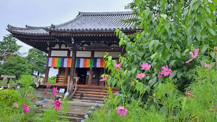 般若寺 ❁コスモス寺❁(奈良県)