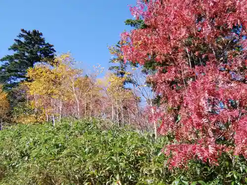 祠（大雪神社奥の院）の自然