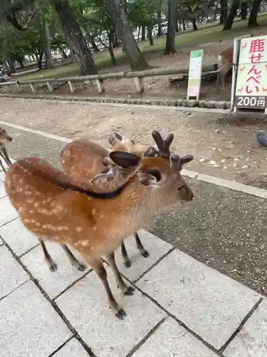 東大寺の動物