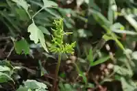 阿久津「田村神社」(郡山市阿久津町)旧社名:伊豆箱根三嶋三社の自然