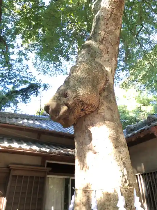 氷川女體神社の自然
