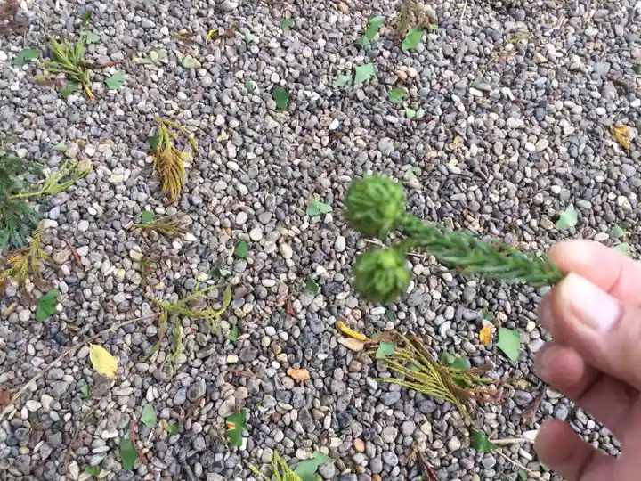船魂神社の自然