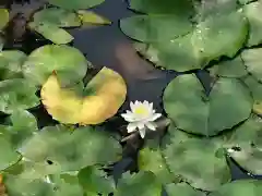 大樹寺（松安院大樹寺）(愛知県)