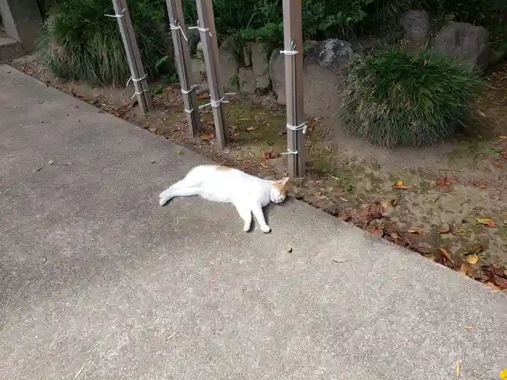 前玉神社の動物