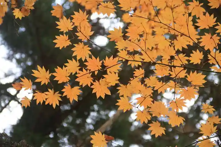 鹿島大神宮の自然